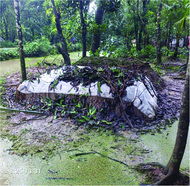 Image of মো: টিটু